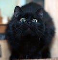 Cute black cat