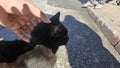 Cute black cat geting loved