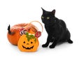 Cute black cat, Halloween pumpkin and bag with sweets on white background Royalty Free Stock Photo