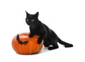 Cute black cat and Halloween pumpkin on white background Royalty Free Stock Photo