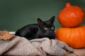 Cute black cat and Halloween pumpkins near color wall Royalty Free Stock Photo