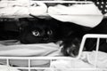 Cute black cat is hiding in drawer closet