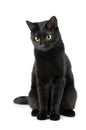 Black cat Royalty Free Stock Photo
