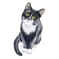 Cute black cat isolated on white background. Watercolor.