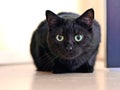 Cute black cat in the lurking. Royalty Free Stock Photo