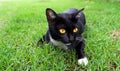 Cute black cat lying on green grass Royalty Free Stock Photo