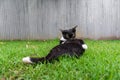 Cute black cat lying on green grass Royalty Free Stock Photo