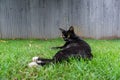 Cute black cat lying on green grass Royalty Free Stock Photo