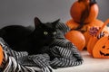 Cute black cat lying on plaid near Halloween pumpkins Royalty Free Stock Photo