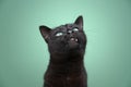 cute black cat with overbite looking up curiously