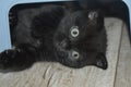 ÃÂ¡at. Kitte. Pussy. black cat Royalty Free Stock Photo