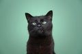 cute black cat portrait overbite with tooth looking out