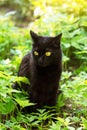 Cute black cat portrait with yellow eyes and attentive look sit in spring garden in green plants in sunlight close up Royalty Free Stock Photo