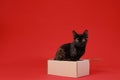 Cute black cat sitting in cardboard box on red background Royalty Free Stock Photo