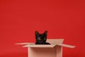 Cute black cat sitting in cardboard box on red background Royalty Free Stock Photo