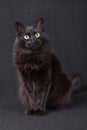 Cute black cat sitting, facing and looking at the camera acting curious on a dark background. Royalty Free Stock Photo