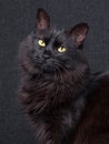 Cute black cat sitting in profile, looking at camera with sleepy eyes on a dark background. Royalty Free Stock Photo