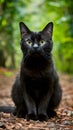 Cute black cat strikes a charming pose, capturing hearts Royalty Free Stock Photo