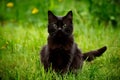 Cute black cat strikes a charming pose, capturing hearts Royalty Free Stock Photo