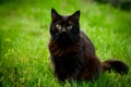 Cute black cat strikes a charming pose, capturing hearts Royalty Free Stock Photo