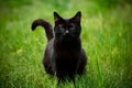 Cute black cat strikes a charming pose, capturing hearts Royalty Free Stock Photo