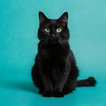 Cute black cat strikes a charming pose, capturing hearts Royalty Free Stock Photo