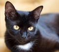 Cute black cat with yellow eyes Royalty Free Stock Photo