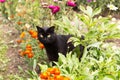 Cute Black cat with yellow eyes in nature in summer garden with flowers Royalty Free Stock Photo