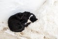 Cute black cats on white streets on Moulay Idriss, Morocco, Africa Royalty Free Stock Photo