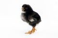 Cute black chick on a white background Royalty Free Stock Photo