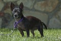 Cute black Chihuahua puppy dog on leash trains on the grass