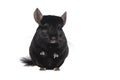 Cute black chinchilla sitting upright seen from the front isolated on a white background Royalty Free Stock Photo