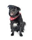 Happy Big Black Dog Wearing Red Bandana