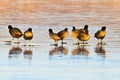 Cute black common coots on ice