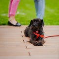 Cute black crossbreed dog from shelter, special place where future owners can choose him and he will have house. Look of