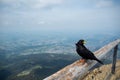 Cute black crow perched on a wooden battens on panorama view background