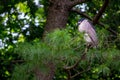 Cute black-crowned night heron perched on a tree branch with a blurred background Royalty Free Stock Photo