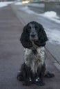 Cute black dappled dog spaniel