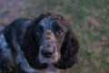 Cute black dappled dog spaniel is holding food on the nose