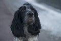 Cute black dappled dog spaniel