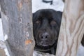 Cute black dog behind the garden fence Royalty Free Stock Photo