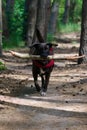 Cute black dog carrying a stick in its mouth, vertical