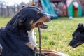 Cute black dogÃÂ´s chewing a stick Royalty Free Stock Photo