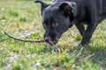 Cute black dogÃÂ´s chewing a stick Royalty Free Stock Photo