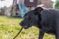 Cute black dogÃÂ´s chewing a stick Royalty Free Stock Photo