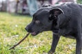 Cute black dogÃÂ´s chewing a stick Royalty Free Stock Photo