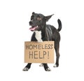 Cute black dog with Homeless Help! sign on white. Lonely pet