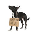 Cute dog with Homeless Help! sign on white background. Lonely pet