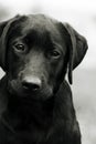 Cute black dog puppy Labrador looking right at you, causing pity Royalty Free Stock Photo