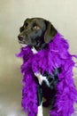 Cute Black Lab Dog in a Purple Feather Boa Royalty Free Stock Photo